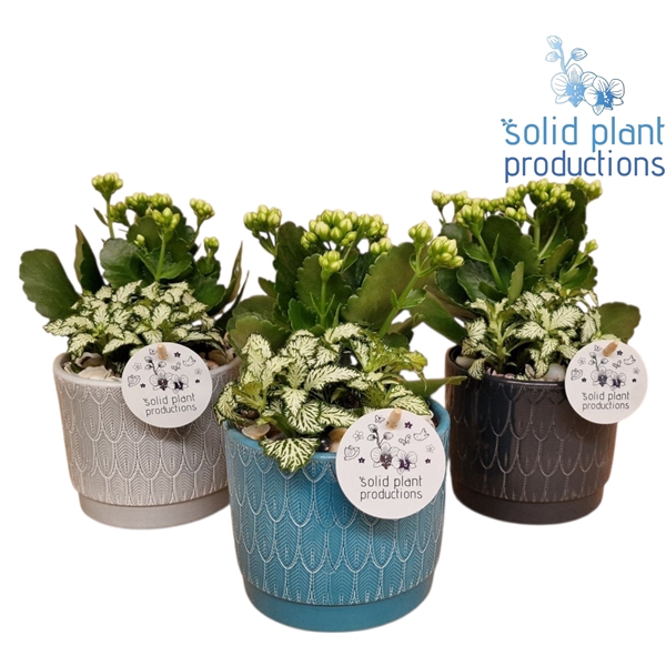NV002 Ariël Navy Kalanchoë Fittonia