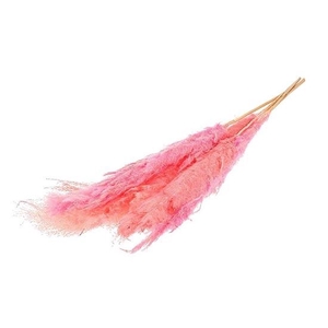 Bunch Gynerium 5 Pcs Slv L120