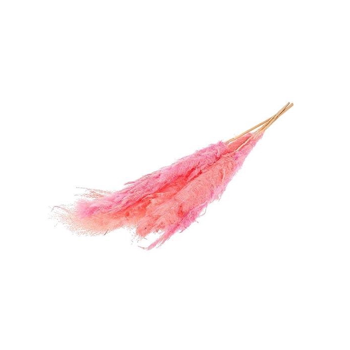 <h4>Bunch Gynerium 5 Pcs Slv L120</h4>