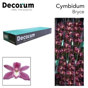 Cymbidium Bryce 60 cm Super Koningshof