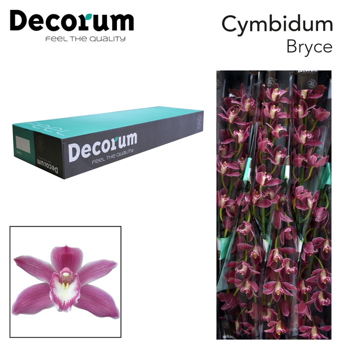 <h4>Cymbidium Bryce 60 cm Super Koningshof</h4>