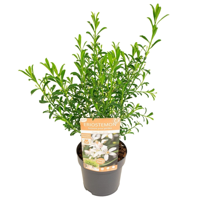 Eriostemon myoporoides