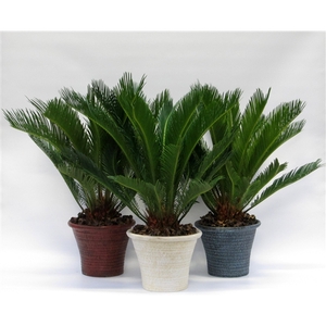 Cycas in hosta big aardewerker pot