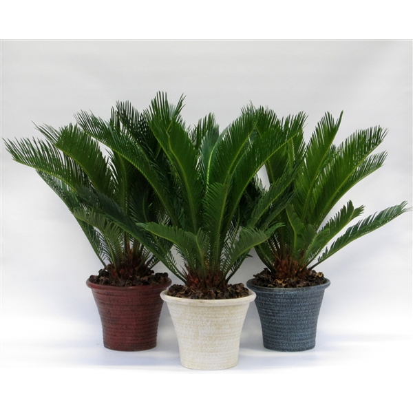 <h4>Cycas in hosta big aardewerker pot</h4>