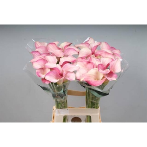 Calla Blushing Lady Kallaland