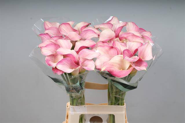 <h4>Calla Blushing Lady Kallaland</h4>