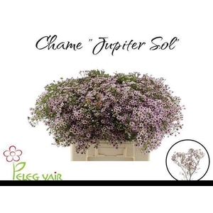 CHAME UN JUPITER SOL