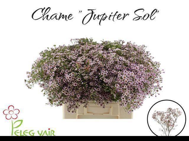 <h4>CHAME UN JUPITER SOL</h4>