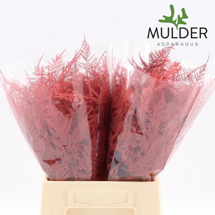 <h4>Asp 1e Klb Coral</h4>