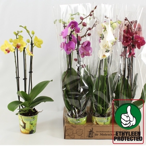 PHAL GEM 4 KL