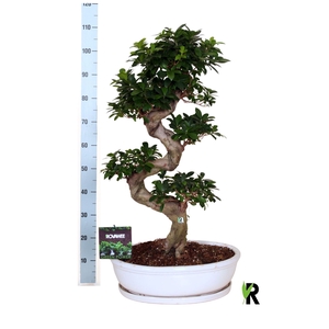 Ficus microcarpa 'Ginseng'