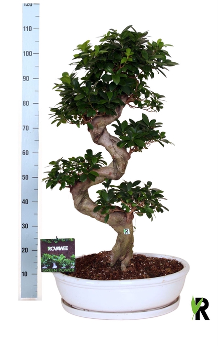 <h4>Ficus microcarpa 'Ginseng'</h4>