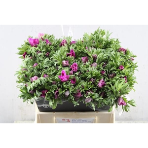 Anemoon Orchid (cerise)