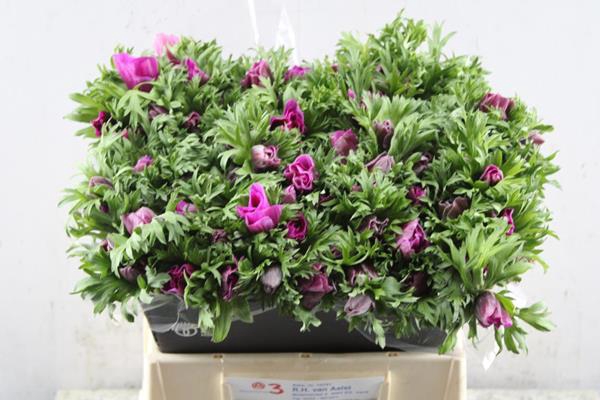 <h4>Anemoon Orchid (cerise)</h4>