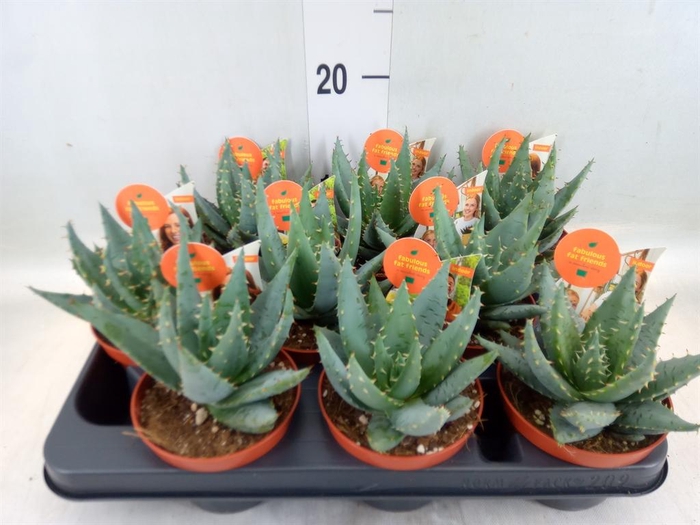 <h4>Aloe peglerae</h4>