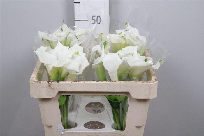 <h4>Zant Crystal Blush</h4>