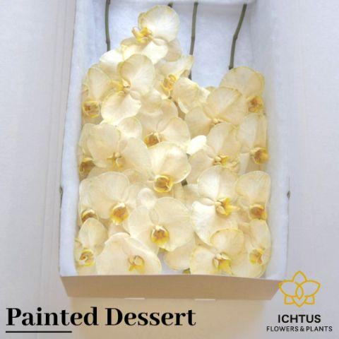 <h4>PHAL PAINTED DESSERT 25 Bloemen</h4>