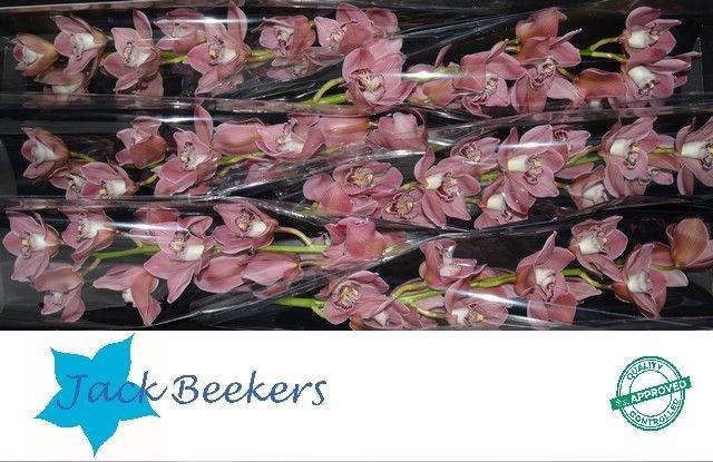 <h4>CYMB T JET SET</h4>