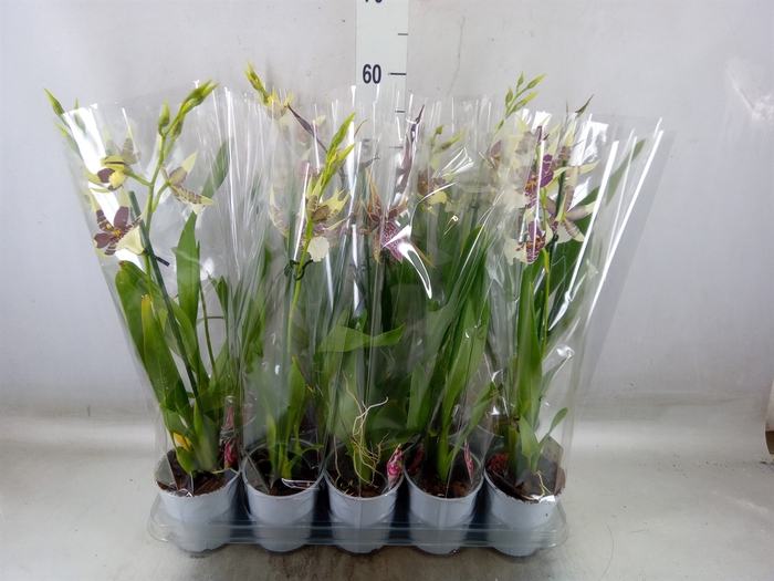 <h4>Brassia  'Summer Dream'</h4>