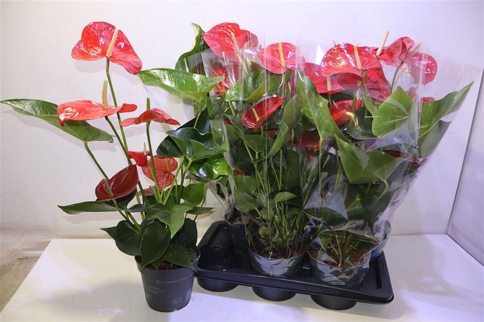 <h4>arr8 Anthu An Rood</h4>