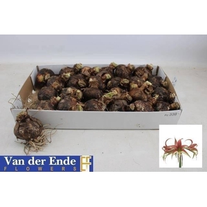 BLOEMBOL HIPPEASTRUM SPIDER 24 CM