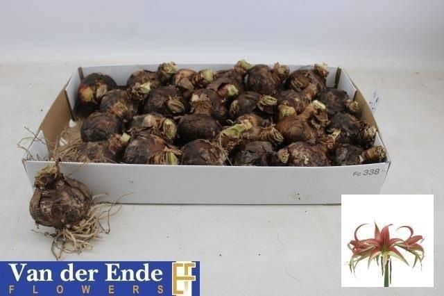 <h4>BLOEMBOL HIPPEASTRUM SPIDER 24 CM</h4>