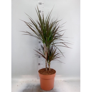 Dracaena marg. 'Magenta'
