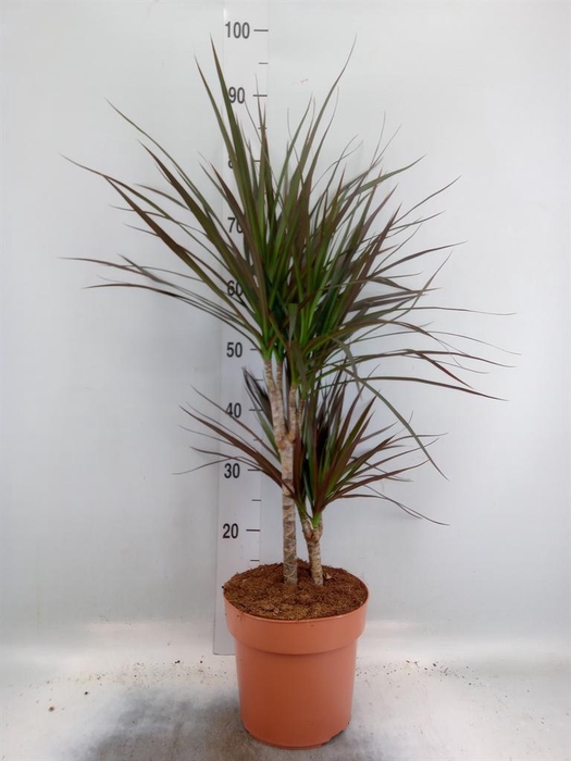 <h4>Dracaena marg. 'Magenta'</h4>