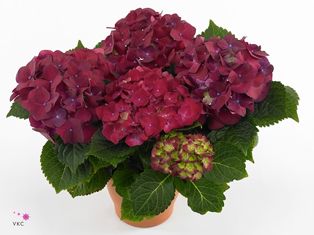 Hydrangea mac. 'Hot Red'