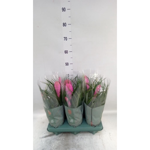 Tillandsia cyanea 'Vincent'