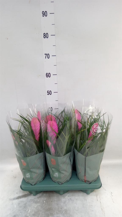 <h4>Tillandsia cyanea 'Vincent'</h4>
