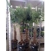 Trachycarpus fortunei