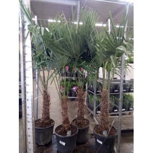 Trachycarpus fortunei