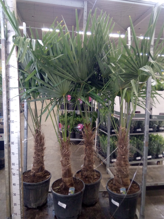 <h4>Trachycarpus fortunei</h4>