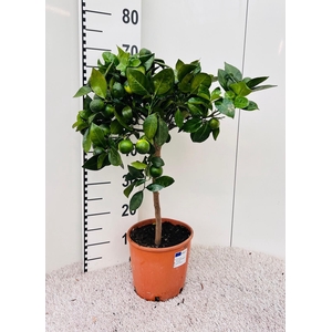 Citrus limetta Pursha-Lime on stem