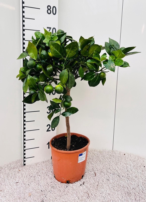 <h4>Citrus limetta Pursha-Lime on stem</h4>