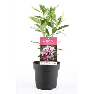 Daphne od. 'Aureomarginata' P13