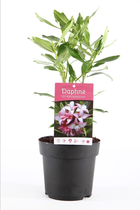 <h4>Daphne od. 'Aureomarginata' P13</h4>