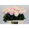Dahlia Light Wizard