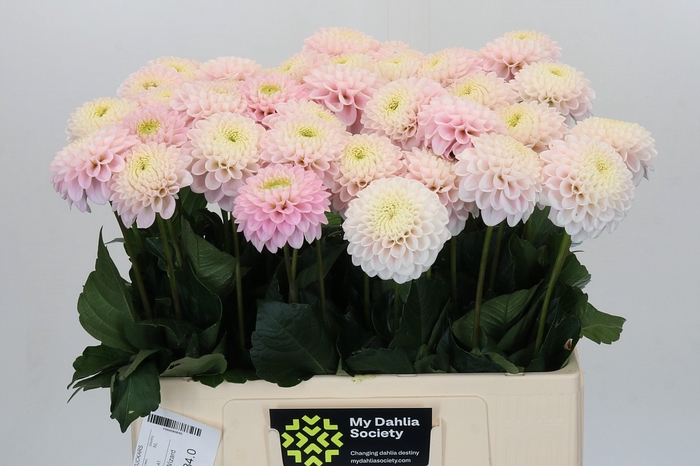 Dahlia Light Wizard