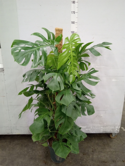 <h4>Monstera pertusum</h4>