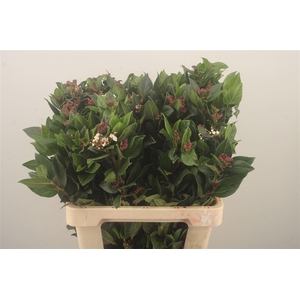 Vibururnum Flower Red
