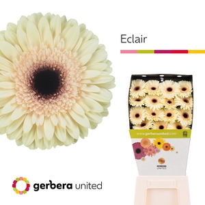 Gerbera Eclair Diamond