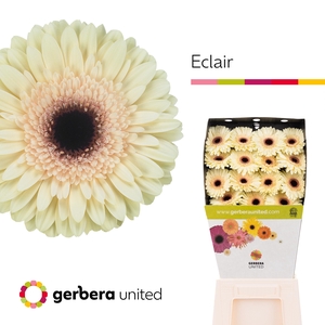 Gerbera Eclair Diamond per kaart