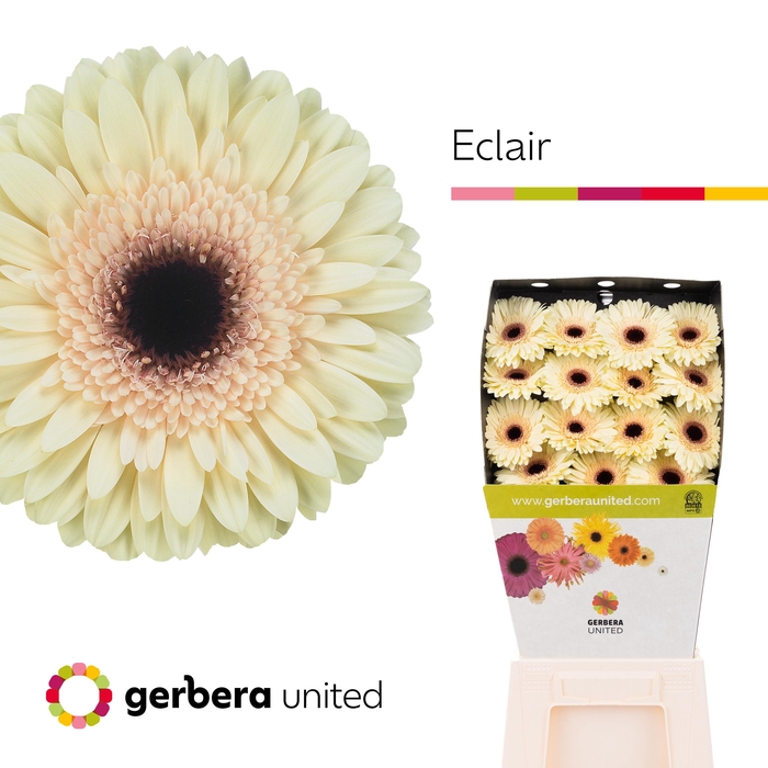 <h4>Gerbera Eclair Diamond</h4>