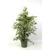 Ficus Benjamina Golden King
