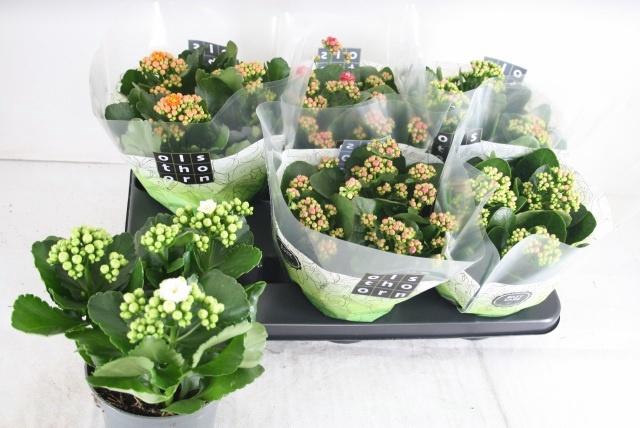 <h4>KAL GE GEM 4 KL</h4>