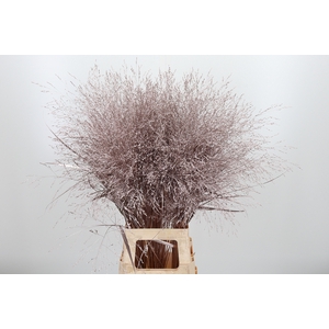 Panicum Kl Bh Champagne