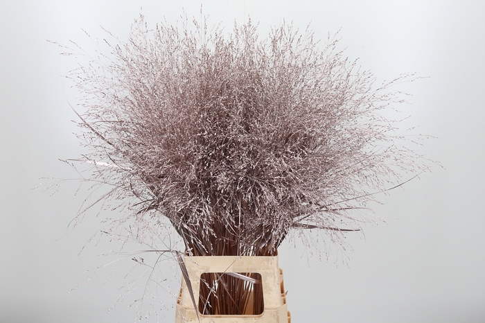 <h4>Panicum Kl Bh Champagne</h4>