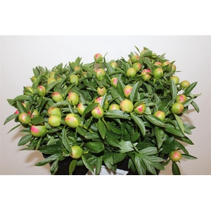 Paeo L Pink Hawaiian Coral